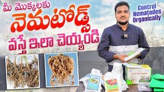 Nematodes వస్తే ఇలా చెయ్యండి, How to control Nematodes organically #nematode #pesticide #organic