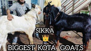 MASHAALLAH BIGGEST KOTA GOAT,S B AT IRSHAD KOTA  (7740803310) #kotabakra