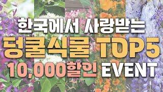 단 한주로도 벽 전체의 분위기를 바꿔버리는 덩쿨식물 TOP5 ! 대품 1만원 할인 이벤트까지 진행!~