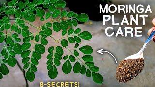 A MASTERING Guide on Moringa Tree Care! (Moringa In Pots)