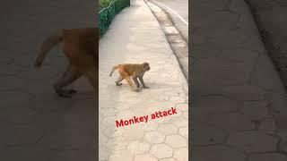 Monkey Attack #animals #viral #monkey