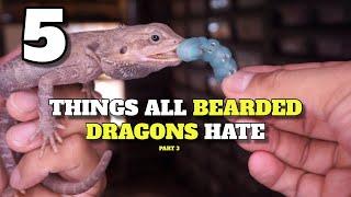 5 Things All Bearded Dragons Hate!! Don't Do This To Them!