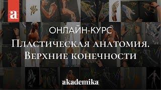 Курс по анатомии человека «Пластическая анатомия. Верхние конечности» | Анна Карпова ~ Akademika