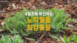 4월 초에 확인하는 노지월동 최강 야생화, 숙근초 열가지 | 가드닝 수다