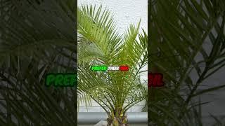 Majesty Palm Plants: A Regal Elegance for Home Transformation 