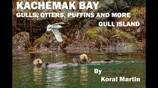 Gulls, Sea Otters Puffins and More at Kachemak Bay Alaska - Jouney by Koral Martin