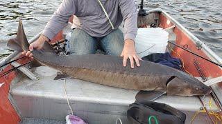 Fishing for Prehistoric River Monsters | #Shorts