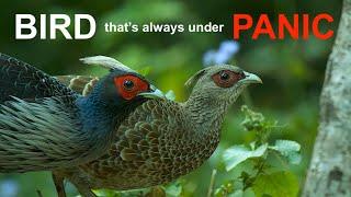 Kalij Pheasant: This Bird lives in Constant Fear