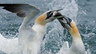 Northern Gannets Dive at Phenomenal Speeds at RSPB Bempton | Wild Travel | Robert E Fuller