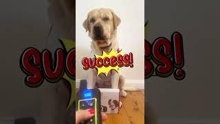 How to Use the Pet Control HQ Remote Hunting Dog Training Shock Collar - Latest Version 2024