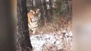 Siberian tiger sighting increases in NE China