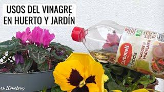 Usos IMPRESCINDIBLES del VINAGRE: Remedios caseros para PLANTAS en HUERTA Y JARDÍN || en20metros