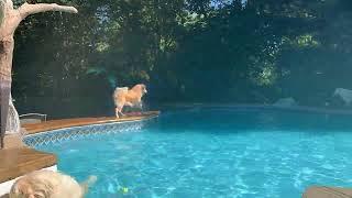 Legendary Acres Hobby Farm: Golden Retrievers Swimming!