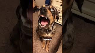 Dog Talking Back! - RxCKSTxR Comedy Voiceover!