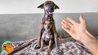 Mama Dog Did Everything to Protect Her Puppy | Cuddle Buddies