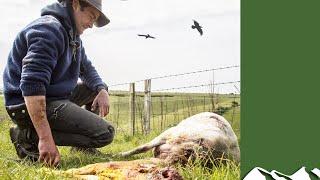 Birds kill 200 lambs on a single Isle of Wight farm