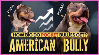 How Big Do Pocket Bullies Get?