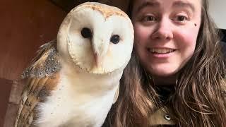 Meet Billie (Barn Owl - Tyto Alba)