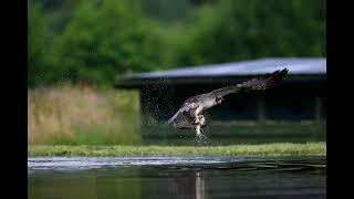 20220815 60 image sequence of an Osprey fishing in Aviemore Scotland