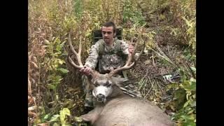 High Country Mule Deer On Public Land