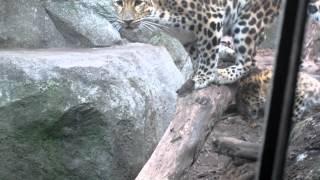 Amur Leopard Cubs @ MN Zoo