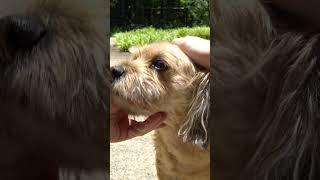 60 Seconds of Dog Petting