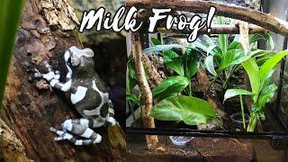 AMAZON MILK FROG | Trachycephalus resinifictrix | Meet Freddo