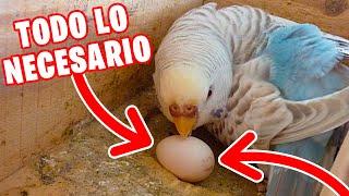 TODO LO NECESARIO PARA REPRODUCIR PERIQUITOS