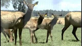 Livestock and food traceability in Québec - MAPAQ\ATQ (PART I)