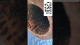 토종벌.더위를 조금줄여주기.