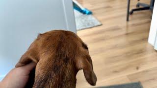 Things mini dachshund barks at