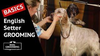 Basics to Grooming the English Setter