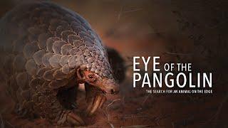 Eye of the Pangolin. Pangolin Documentary in HD.