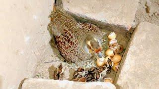 Full Video of partridge From Laying Eggs to hatching | Teetar Breeding Season | teetar eggs