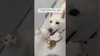 A puppy who knows the word correctly (Jindo dog)