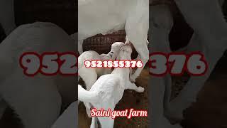 saini goat farm 9521855376 #short #shorts #youtubeshorts