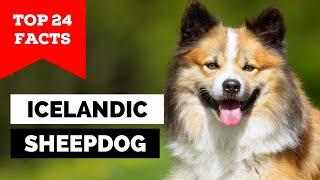 99% of Icelandic Sheepdog Owners Don't Know This