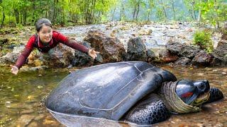 Harvesting FLAT SHELL TURTLE go to market sell | Susan Daily Life