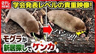 【貴重映像】「学会で発表するレベルの映像です！」野生モグラの新居探しにモグラ研究者も感動！【ナゼ？徹底解説】