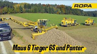 Ropa Maus 6 Rüben Ernte 2024 Transformer und Hektarfresser Tieger 6s und Panther 2s