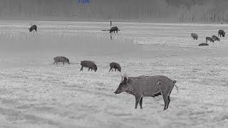 Farmers with High Definition Thermals take on Feral Hogs