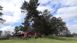 Trimming a cedar tree in fast forward ;)