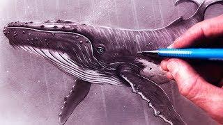 How to Draw a Humpback Whale