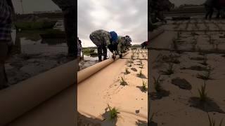 Integrated Rice-fish cultivation 