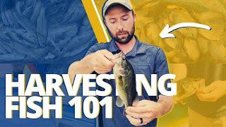 How To Harvest Fish In Your Pond | A Fisheries Biologist's Perspective