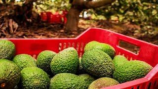 Avocado Harvesting and Processing in Factory - Avocado Farm and Harvest