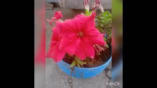 flowers to grow at home #garden #terracegarden #flowers #trending #youtubeshorts #youtube #ytshorts