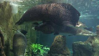 SUPER LARGE ARAPAIMA GIGAS FISH (prod. by LEON / Vid. by dbuulik)