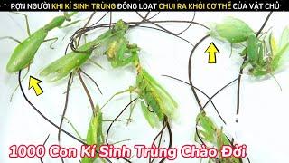 Phát Hiện Kinh Dị Loài Kí Sinh Trùng Kì Lạ Chui Ra từ Cơ Thể Của Bọ Ngựa || Review Giải Trí Đời Sống