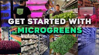 Get Started With Growing Micro Greens